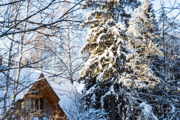 istock snow-covered spruce tree and wooden cottage 1298936417