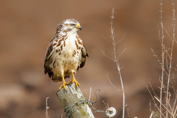 istock Common buzzard in the meadows in the Netherlands 1298936832