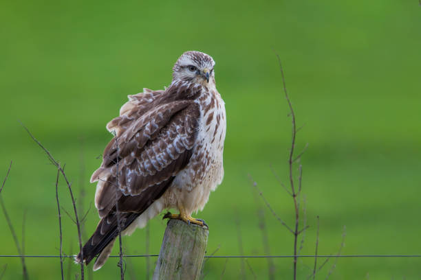 istock Common buzzard in the meadows in the Netherlands 1298936848