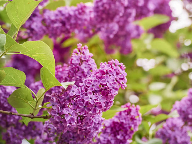 istock Blossoming Syringa vulgaris. 1298936882