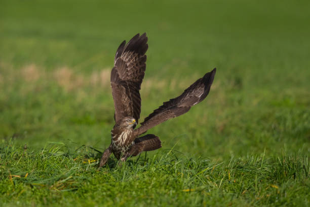 istock Common buzzard in the meadows in the Netherlands 1298936956