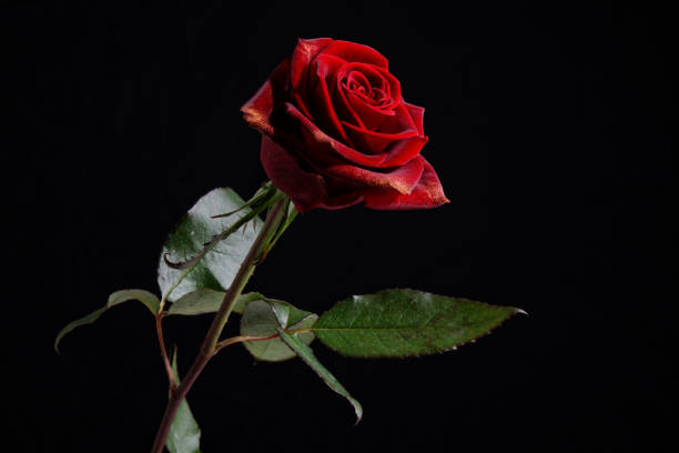 istock red roses in front of black background 1298937112