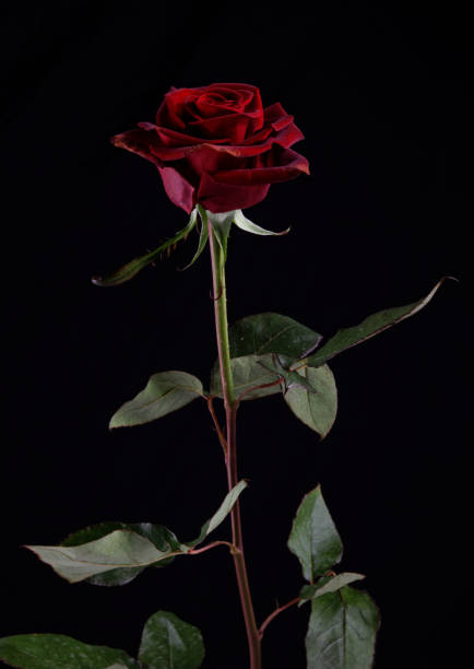 istock red roses in front of black background 1298937237