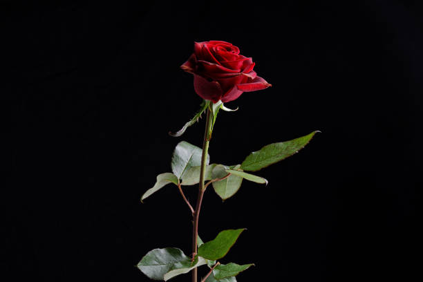 istock red roses in front of black background 1298937810