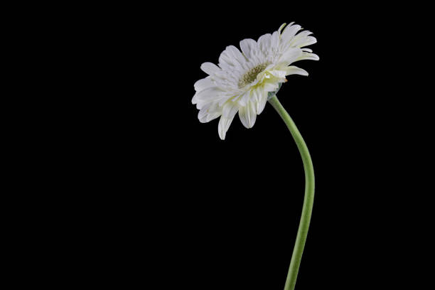 Lying white gerbera flower. Isolated on white background