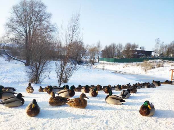 istock city ducks on the snow 1298938562