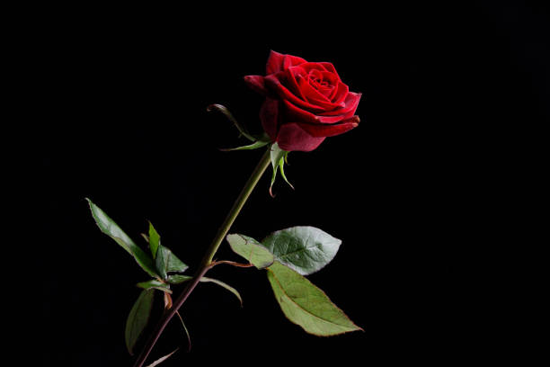 istock red roses in front of black background 1298938792