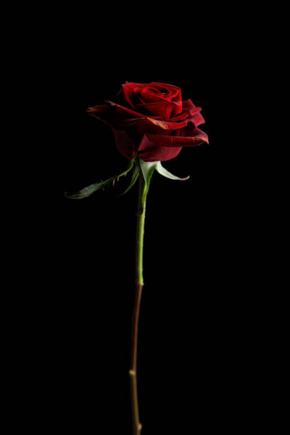 istock red roses in front of black background 1298939538