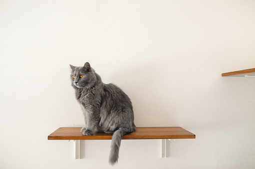 Side view of Chartreux cat on a shelf
