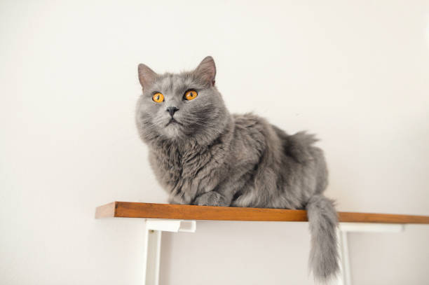 istock Chartreux cat sitting on shelf with white wall 1298942224