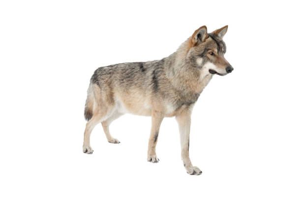 Standing gray wolf in the snow in winter isolated on white Standing gray wolf in the snow in winter isolated on white background. wolf snout pictures stock pictures, royalty-free photos & images