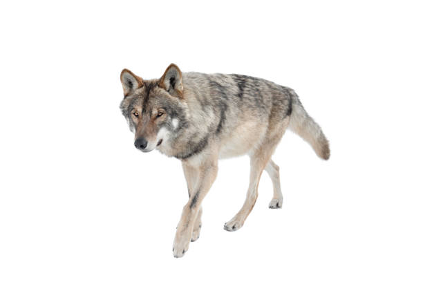 istock Standing gray wolf in the snow in winter isolated on white 1298943929