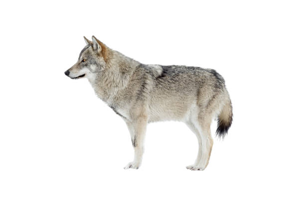 istock Standing gray wolf in the snow in winter isolated on white 1298943932