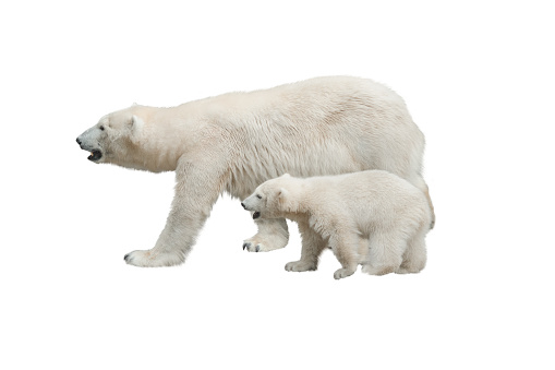 white mother bear with little bear cub isolated on white background