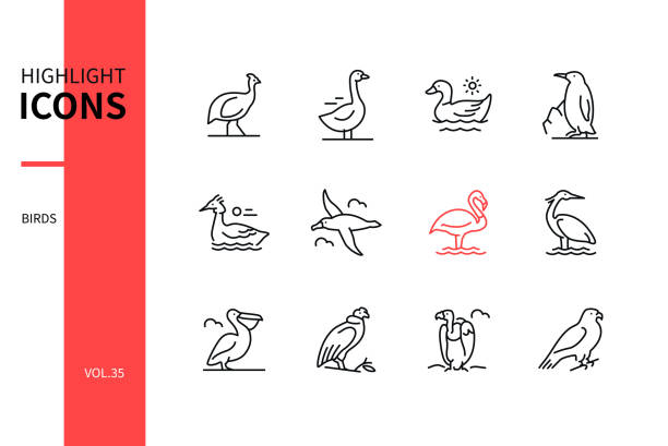 Bird species - modern line design style icons set Bird species - modern line design style icons set. Black and white images. Helmeted guineafowl, goose, duck, penguin, great crested grebe, albatross, flamingo, heron, pelican, condor, vulture albatross stock illustrations
