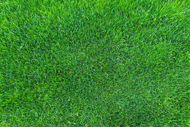 istock Green grass texture. Juicy trimmed lawn with nobody, top view, copy space. 1298947166