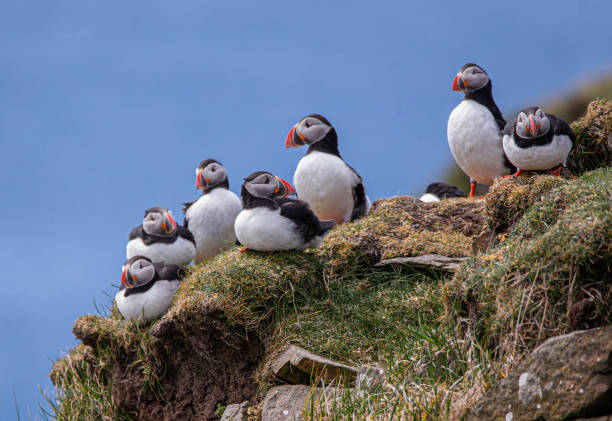 istock Puffins in the Faroe Islands 1298947300