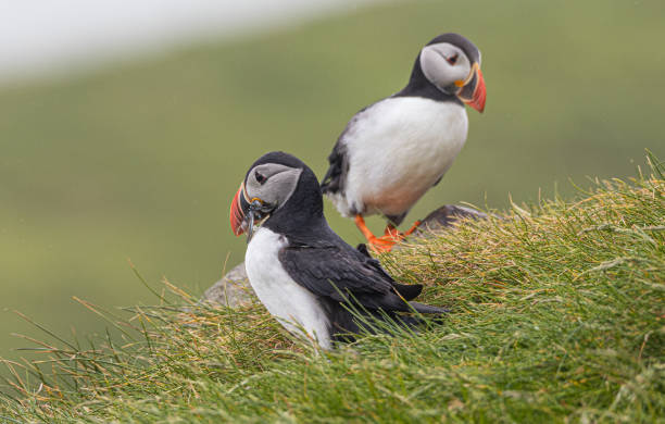 istock Puffins in the Faroe Islands 1298947375
