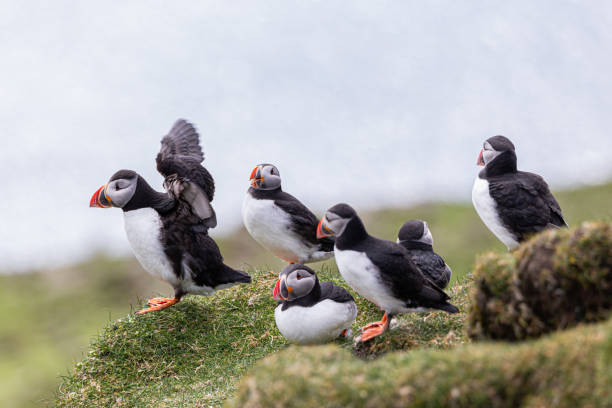 istock Puffins in the Faroe Islands 1298947405