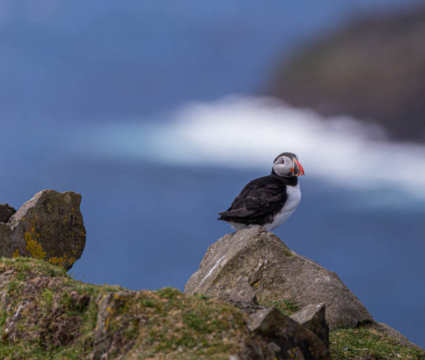 istock Puffins in the Faroe Islands 1298947413