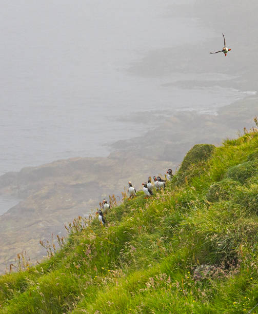 istock Skuvoy in the Faroe Islands 1298948549