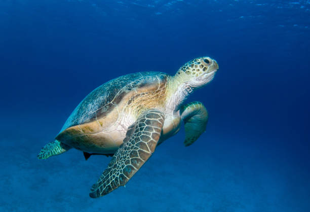 istock Green turtle (Chelonia mydas) swimming in the blue 1298950028