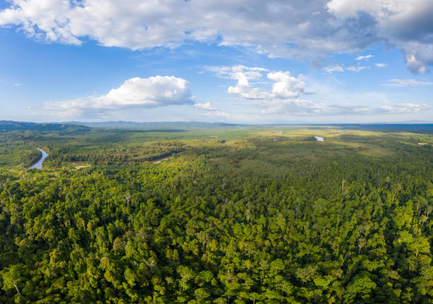 Beauty nature aerial panaroma top view tropical rainforest stock photo