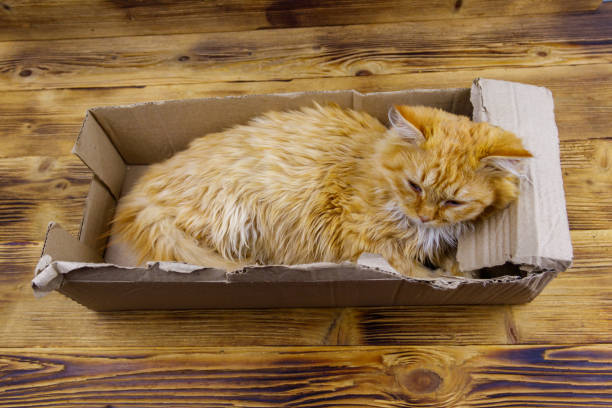 istock Ginger cat in cardboard box on wooden background 1298951886