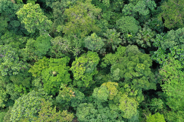 Aerial view green tropical rainforest stock photo