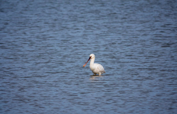istock one eurasian spoonbill bird in the northsea 1298952740