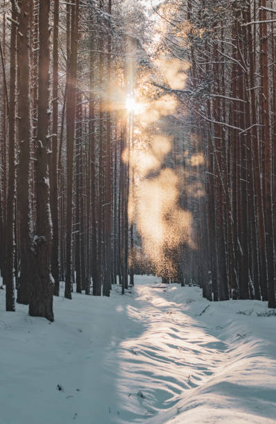 istock A path in a snow-covered forest. Winter forest after a snowfall. 1298953100