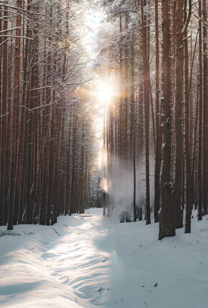 istock A path in a snow-covered forest. Winter forest after a snowfall. 1298953101