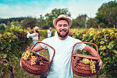 Smiling Male Carrying Baskets Full Of Grapes