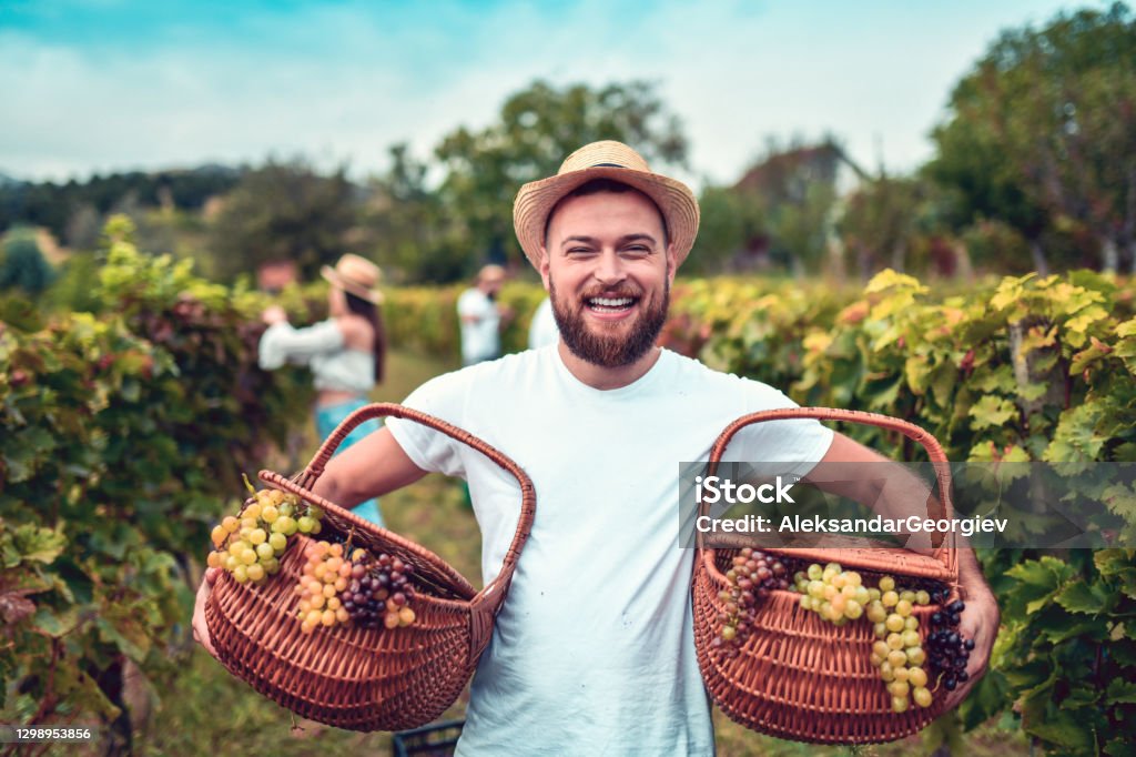 Smiling Male Carrying Baskets Full Of Grapes Wine Stock Photo