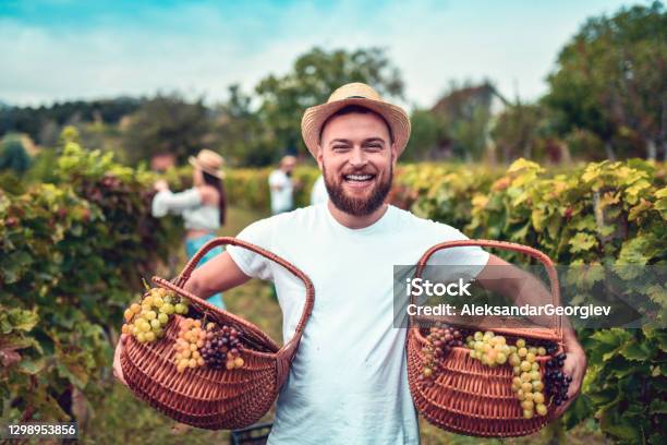 Smiling Male Carrying Baskets Full Of Grapes Stock Photo - Download Image Now - Wine, Bunch, Vineyard