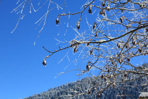 istock Dry Snowy Tree Branches in Golcuk Nature Park Blue Sky Background 1298953890