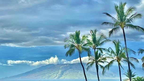 istock green blowing palms and wind turbines / wind energy harnessed 1298954008
