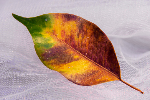 Tricolore leaf of Ficus Benjamina (also known as Ficus Nitida), seen closely, over a white tulle