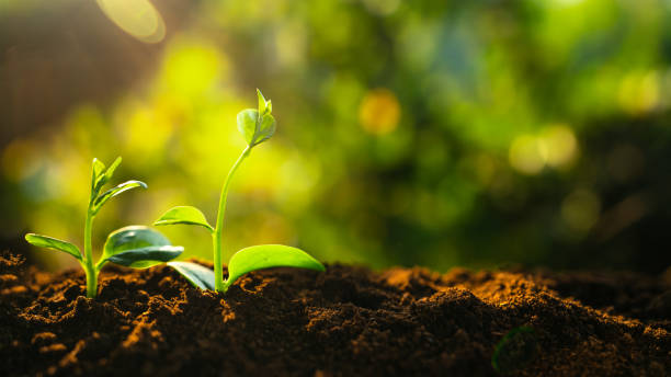 istock Three saplings are growing on the soil and a natural green background 1298956015