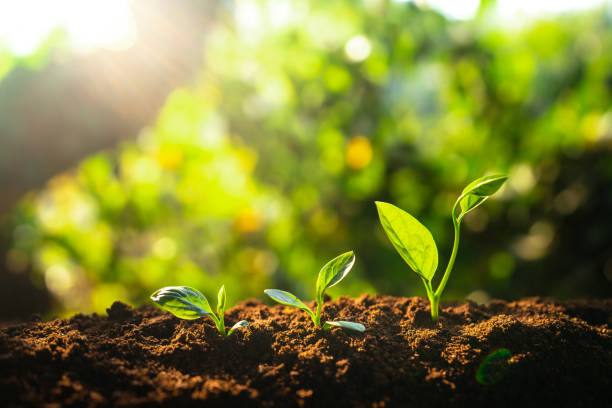 istock Three saplings are growing on the soil and a natural green background 1298956059