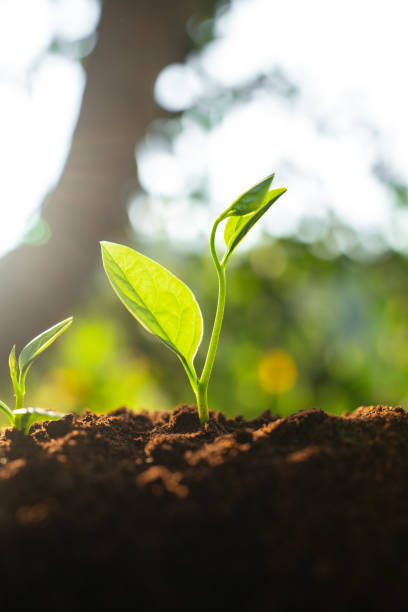 istock Three saplings are growing on the soil and a natural green background 1298956121