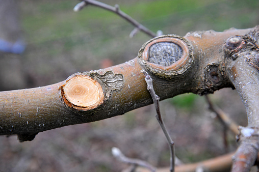 pruned apple branches after winter pruning in january