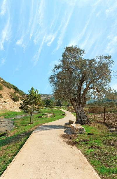 istock walking path along the river against the background of a beautiful sky 1298958351