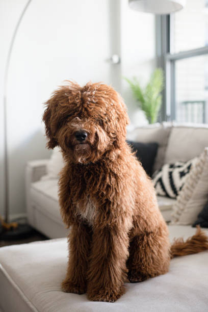 istock Goldendoodle portrait sitting on couch indoors 1298958701