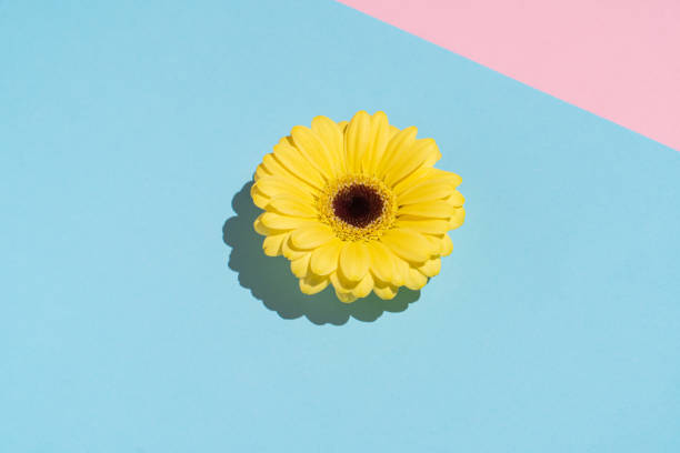 istock Minimal flat lay composition with bright yellow flower on pastel blue and pink background. 1298960005
