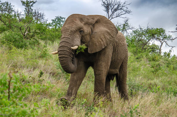 istock African elephant in the savanna 1298960627