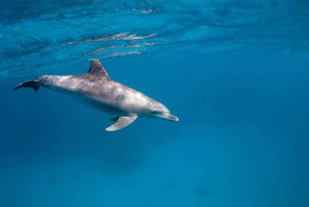 istock Dolphin swimming in the blue 1298960647