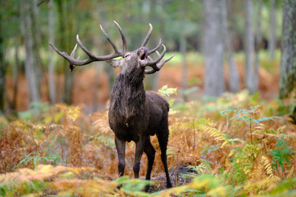 Elaphe deer during slab Red deer during the slab period in a forest bugling photos stock pictures, royalty-free photos & images