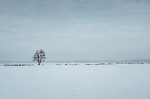 Lonely tree on the horizon line in a winter landscape in an open field covered with snow.