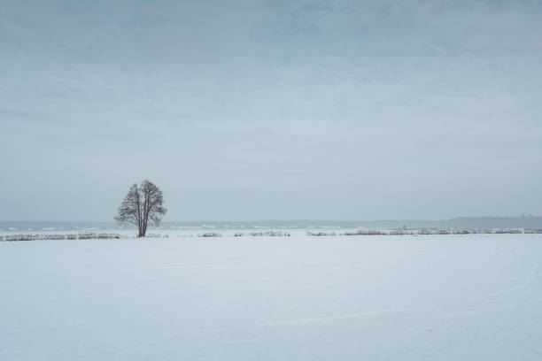 Lonely tree in a winter landscape Lonely tree on the horizon line in a winter landscape in an open field covered with snow. snowfield stock pictures, royalty-free photos & images